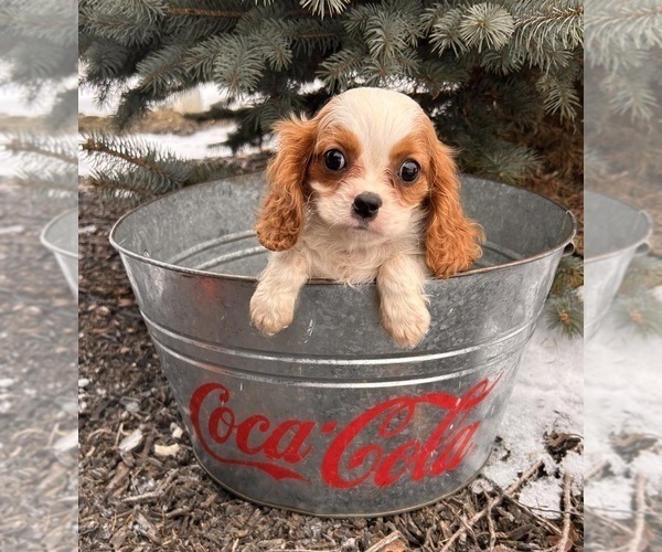 Medium Photo #1 Cavalier King Charles Spaniel Puppy For Sale in MIDDLEBURY, IN, USA