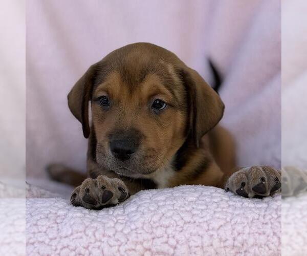 Medium Photo #3 Colonial Cocker Spaniel-Unknown Mix Puppy For Sale in San Diego, CA, USA