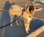 Small Photo #61 Anatolian Shepherd-Great Pyrenees Mix Puppy For Sale in AGOURA HILLS, CA, USA