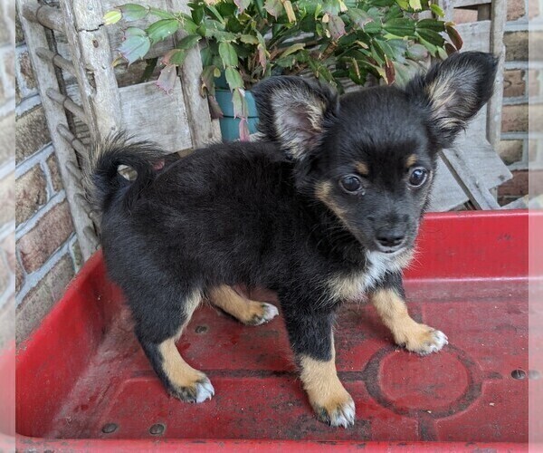 Medium Photo #1 Chihuahua Puppy For Sale in LEBANON, PA, USA