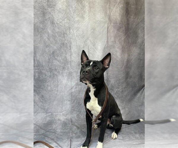 Medium Photo #1 Mutt Puppy For Sale in Ogden, UT, USA