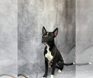 Mutt Dogs for adoption in Ogden, UT, USA