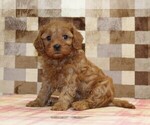 Small Cavapoo (Miniature)