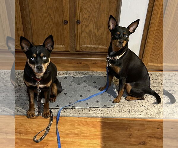 Medium Photo #7 Miniature Pinscher-Unknown Mix Puppy For Sale in Fargo, ND, USA