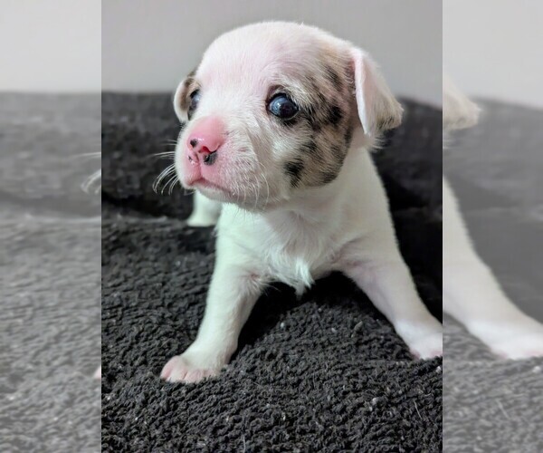 Medium Photo #1 Chihuahua Puppy For Sale in WILDWOOD, NJ, USA