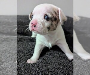Medium Chihuahua