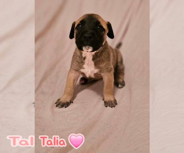 Medium Photo #1 American Staffordshire Terrier-Unknown Mix Puppy For Sale in Holly Springs, NC, USA