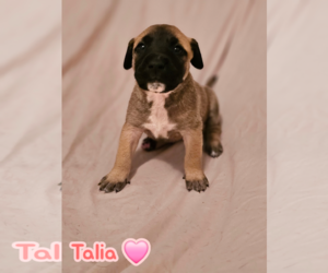 American Staffordshire Terrier-Unknown Mix Dogs for adoption in Holly Springs, NC, USA