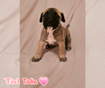 Small American Staffordshire Terrier Mix