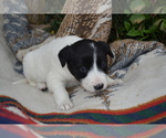 Puppy Rosie a Border Collie