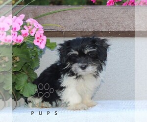 Zuchon Puppy for sale in RISING SUN, MD, USA