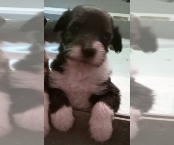 Medium Photo #2 Collie-Poodle (Miniature) Mix Puppy For Sale in PERU, IN, USA