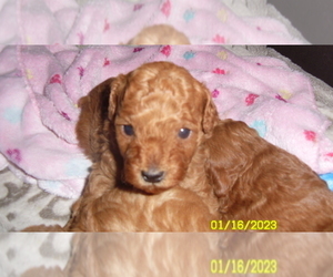 Poodle (Toy) Puppy for sale in DULUTH, GA, USA