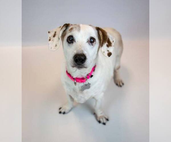 Medium Photo #7 Doxle Puppy For Sale in Kennesaw, GA, USA