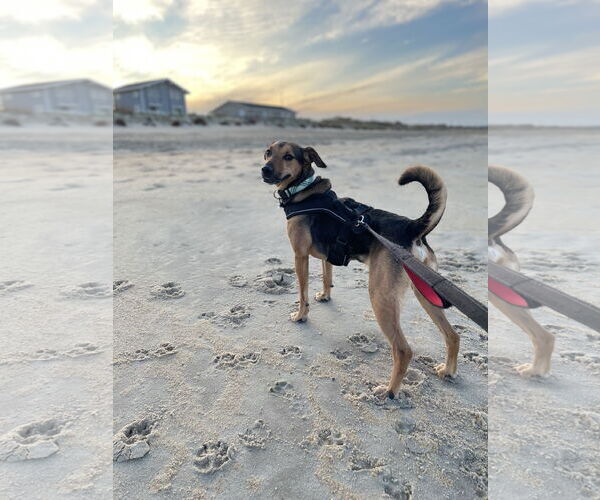 Medium Photo #1 Beagle-Unknown Mix Puppy For Sale in Virginia Beach, VA, USA