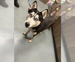 Small Siberian Husky