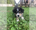 Puppy Ripley Australian Shepherd