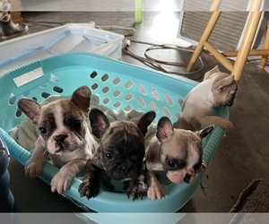 French Bulldog Puppy for sale in LEES CAMP, OR, USA