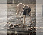 Small #35 Fila Brasileiro-Great Dane Mix