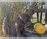 Small Photo #8 Labrador Retriever Puppy For Sale in LIVINGSTON, CA, USA