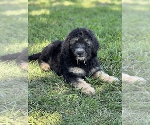 Goldendoodle Puppy for sale in MARYVILLE, MO, USA