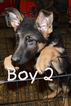 Small Photo #1 German Shepherd Dog Puppy For Sale in RISING SUN, IN, USA