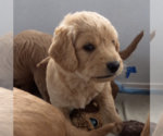 Small Photo #9 Labradoodle Puppy For Sale in ANACONDA, MT, USA
