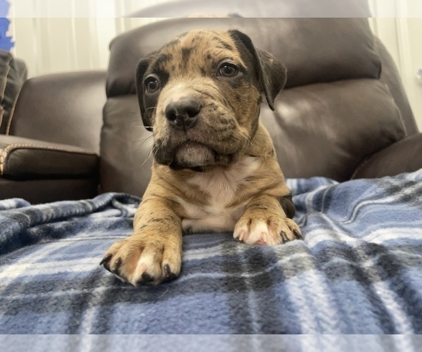Medium Photo #65 American Bully Puppy For Sale in REESEVILLE, WI, USA