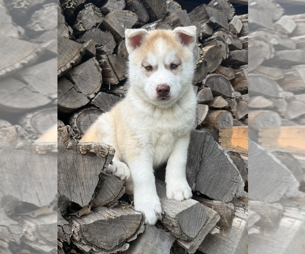 Medium Photo #1 Siberian Husky Puppy For Sale in STAPLES, MN, USA