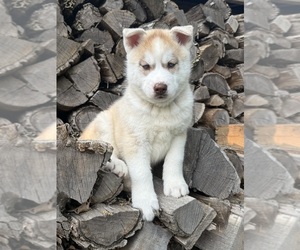 Siberian Husky Puppy for Sale in STAPLES, Minnesota USA