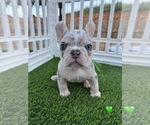 Small #3 French Bulldog