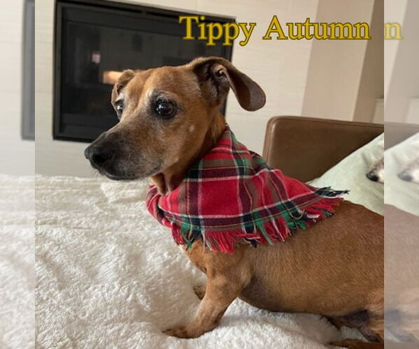 Medium Photo #19 Dachshund Puppy For Sale in San Antonio, TX, USA