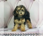 Puppy 14 Maltese-Poodle (Toy) Mix