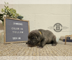 Cane Corso Puppy for sale in CARROLL, OH, USA
