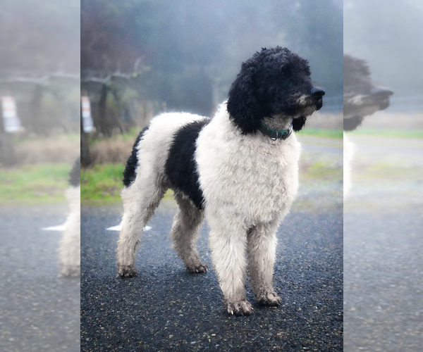 Medium Photo #1 Aussiedoodle Puppy For Sale in OLYMPIA, WA, USA
