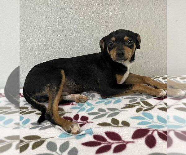 Medium Photo #1 Chihuahua-Unknown Mix Puppy For Sale in Osgood, IN, USA