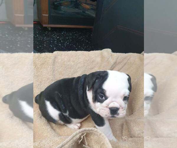 Medium Photo #1 English Bulldog Puppy For Sale in NORFOLK, VA, USA