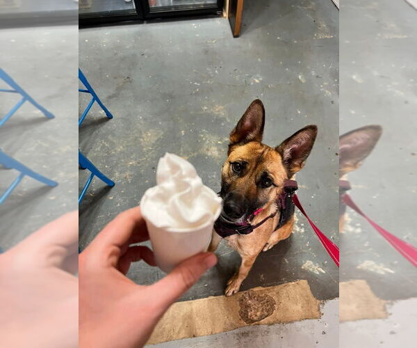 Medium Photo #10 German Shepherd Dog Puppy For Sale in garner, NC, USA