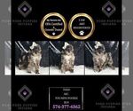 Small Photo #59 Poodle (Toy) Puppy For Sale in WARSAW, IN, USA