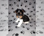 Small #2 Biewer Yorkie
