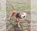 Small #8 Bull Terrier-Labrador Retriever Mix