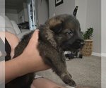 Puppy Puppy 4 German Shepherd Dog