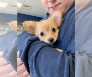 Chihuahua Puppy for sale in CANONSBURG, PA, USA