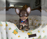 Small #1 Chihuahua