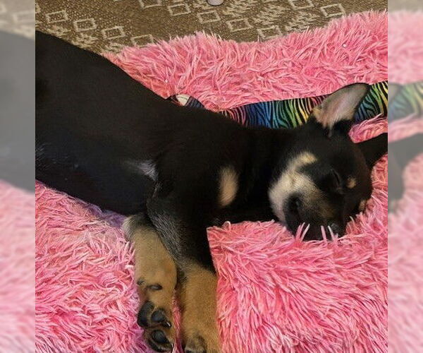 Medium Photo #4 Mutt Puppy For Sale in Fargo, ND, USA