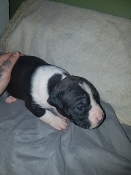 Medium Photo #4 American Pit Bull Terrier Puppy For Sale in GRIFFIN, GA, USA