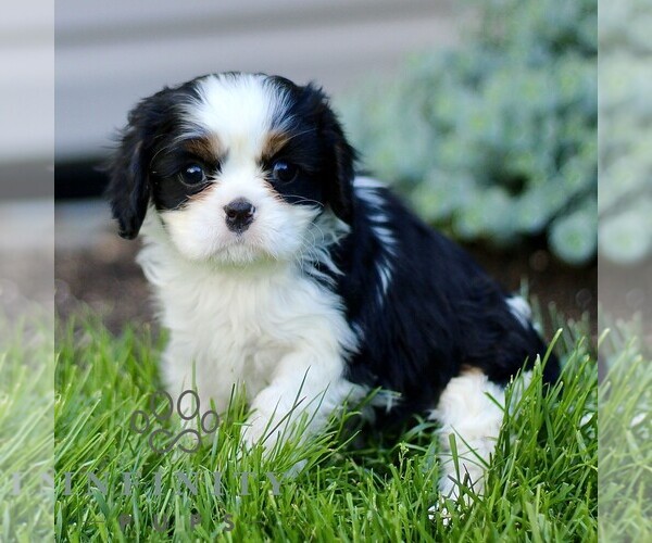 Medium Photo #4 Cavalier King Charles Spaniel Puppy For Sale in CHRISTIANA, PA, USA