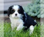 Small #3 Cavalier King Charles Spaniel