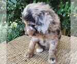 Small #6 Aussiedoodle Miniature 