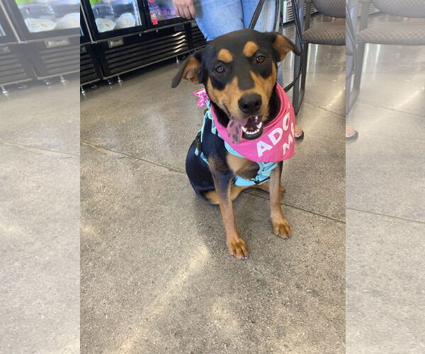 Medium Photo #4 Mutt Puppy For Sale in La Verne, CA, USA